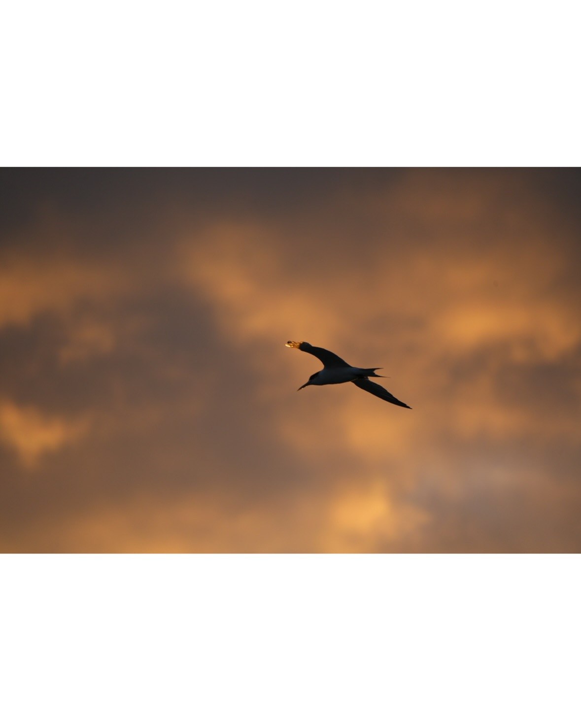 A great day in St Kilda · 5